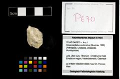 Foto (Objekt + Etikett) von Cracensigillatus acutirostrus (Moericke, 1889)  (NHMW-GEO-2014-0194-0670)